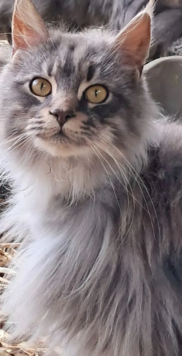 Cats - Image 3