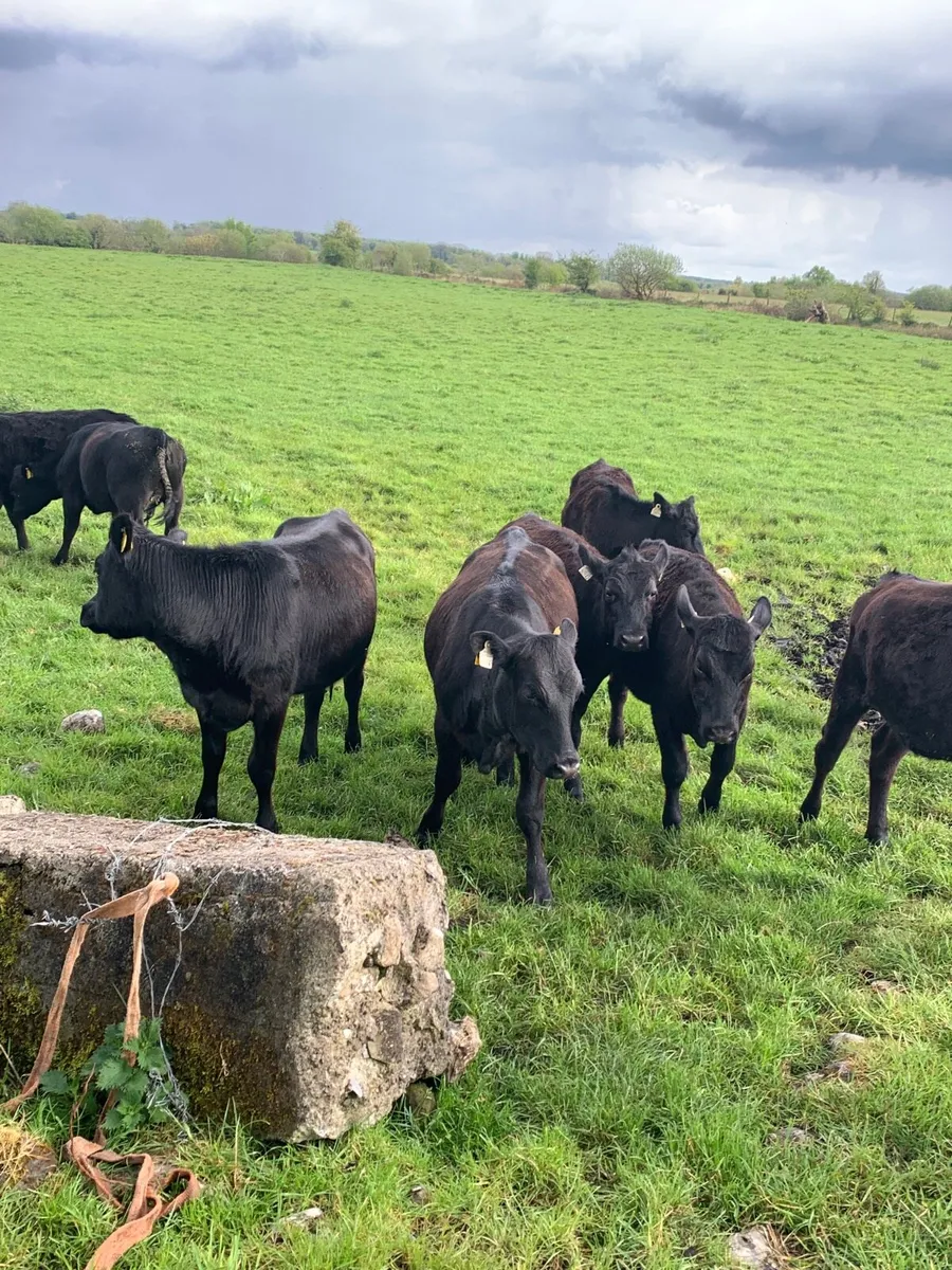10 AAX HEIFERS for sale - Image 2