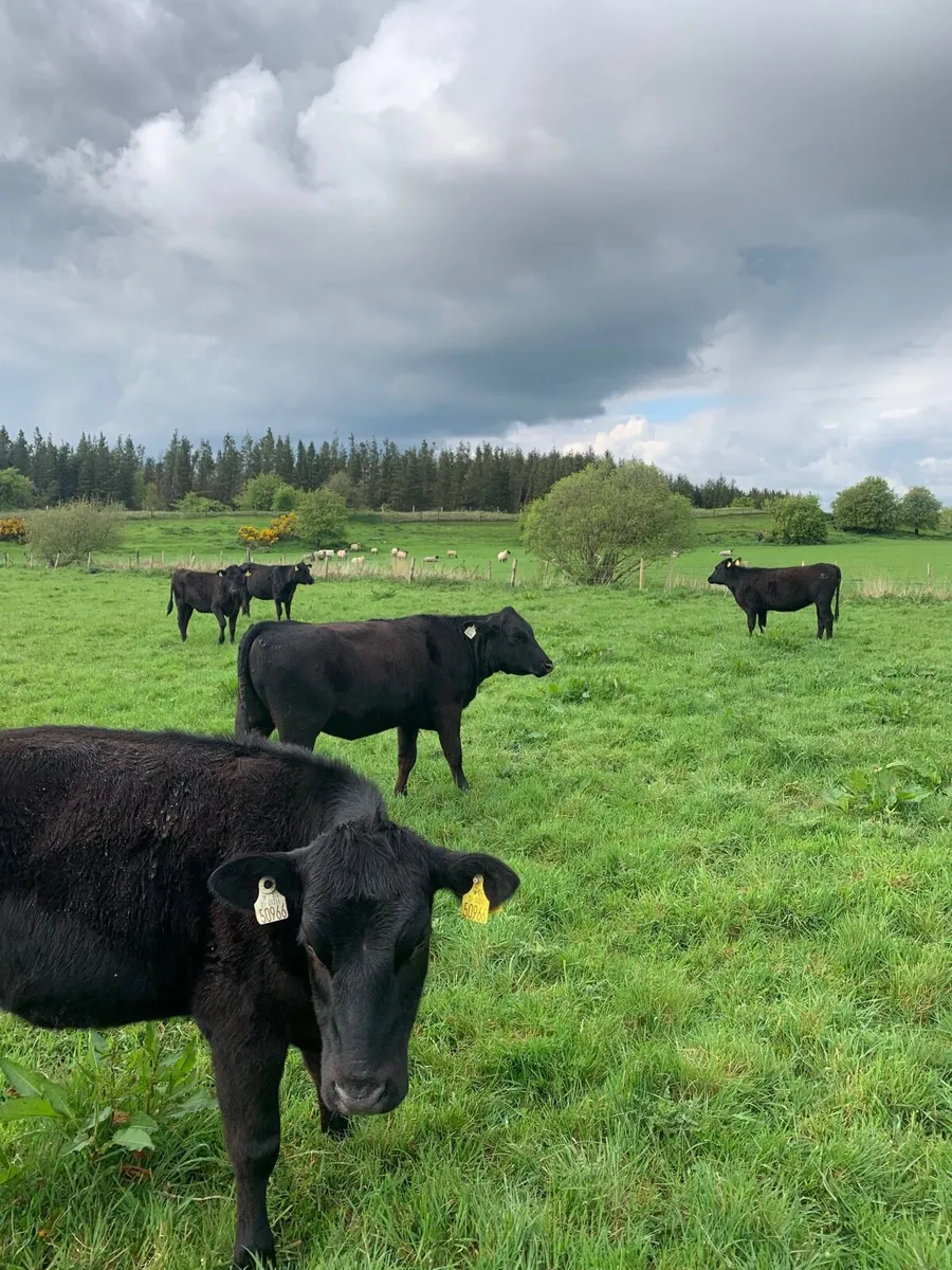 10 AAX HEIFERS for sale - Image 3