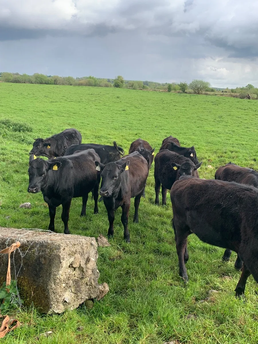 10 AAX HEIFERS for sale - Image 4