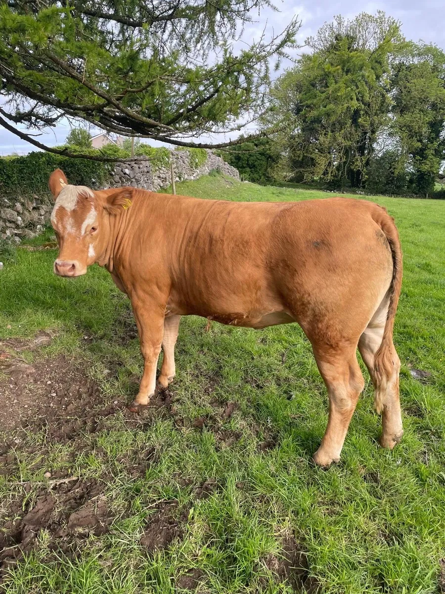 Heifers - Image 1