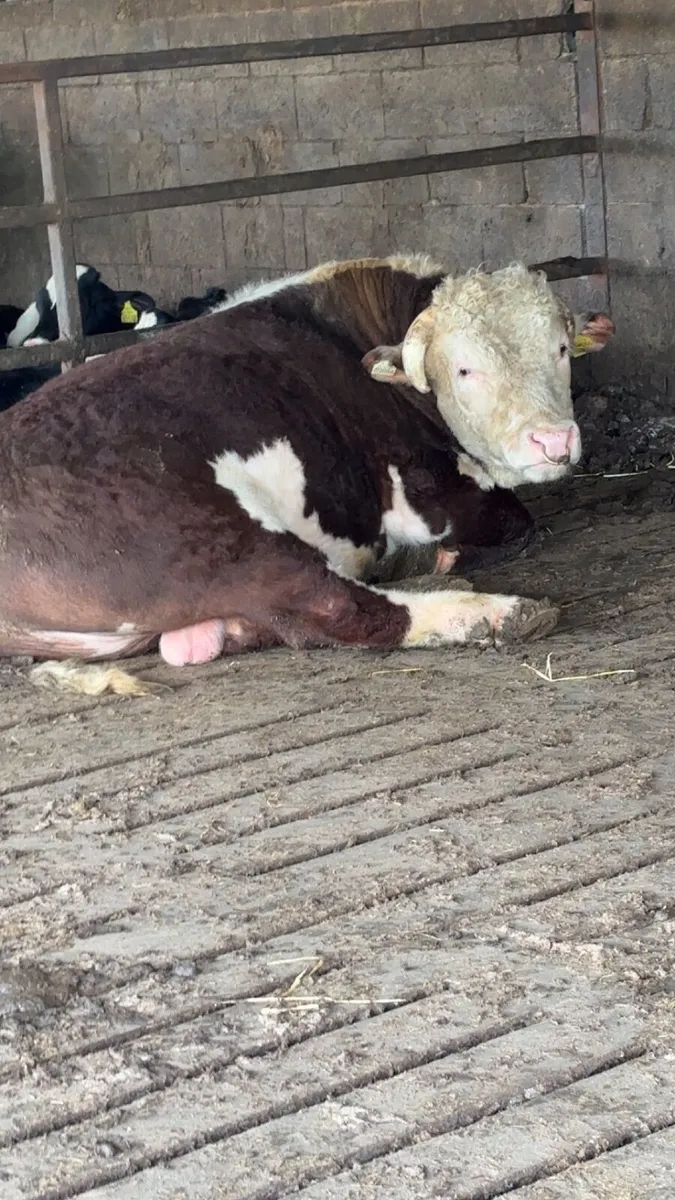 Bull - Image 1