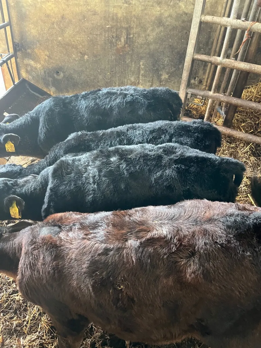 10 reared bull calves - Image 2
