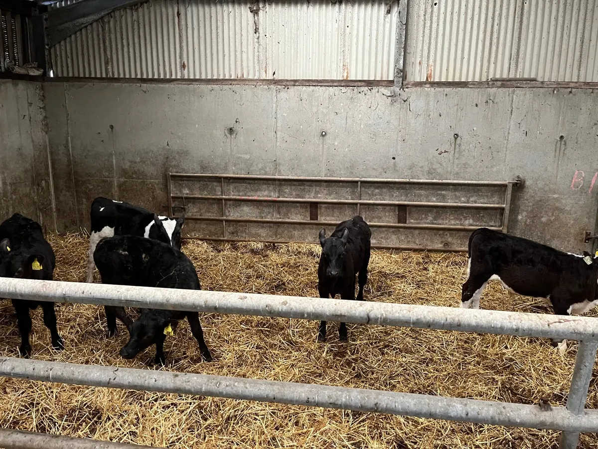10 reared bull calves - Image 3