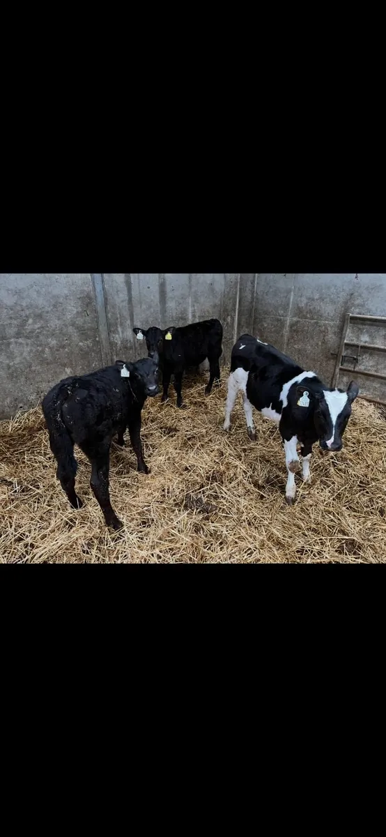 10 reared bull calves - Image 1