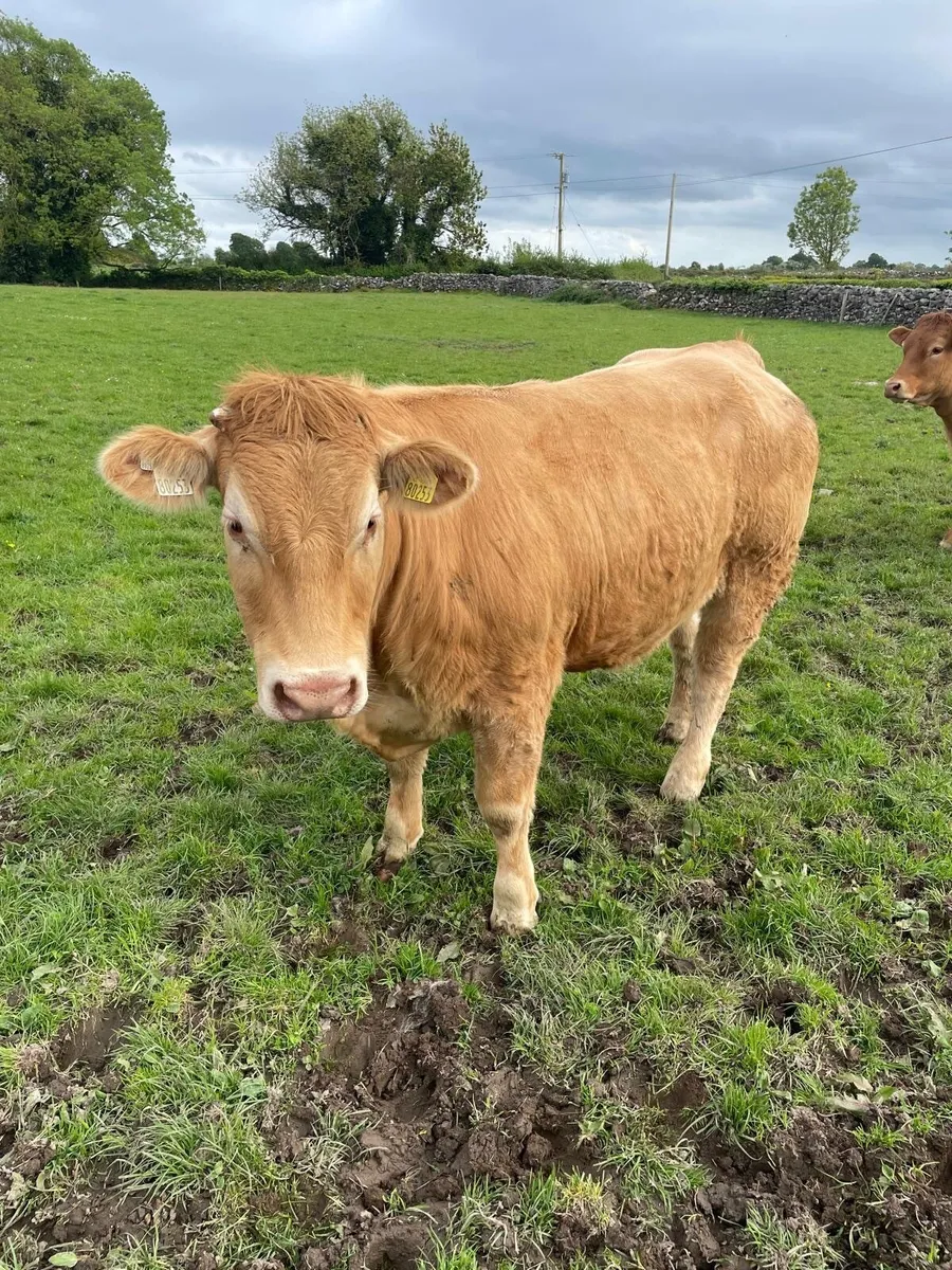 Heifers - Image 2