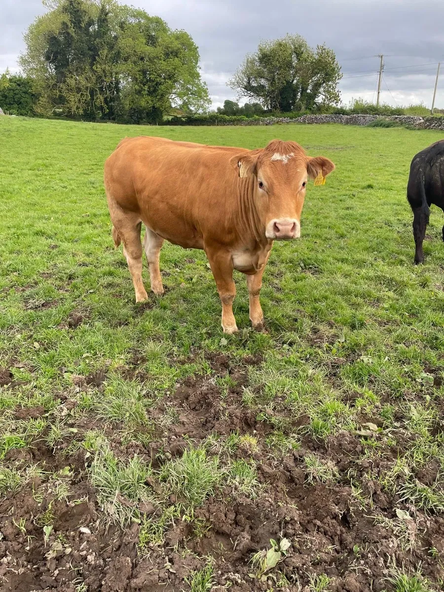 Heifers - Image 3