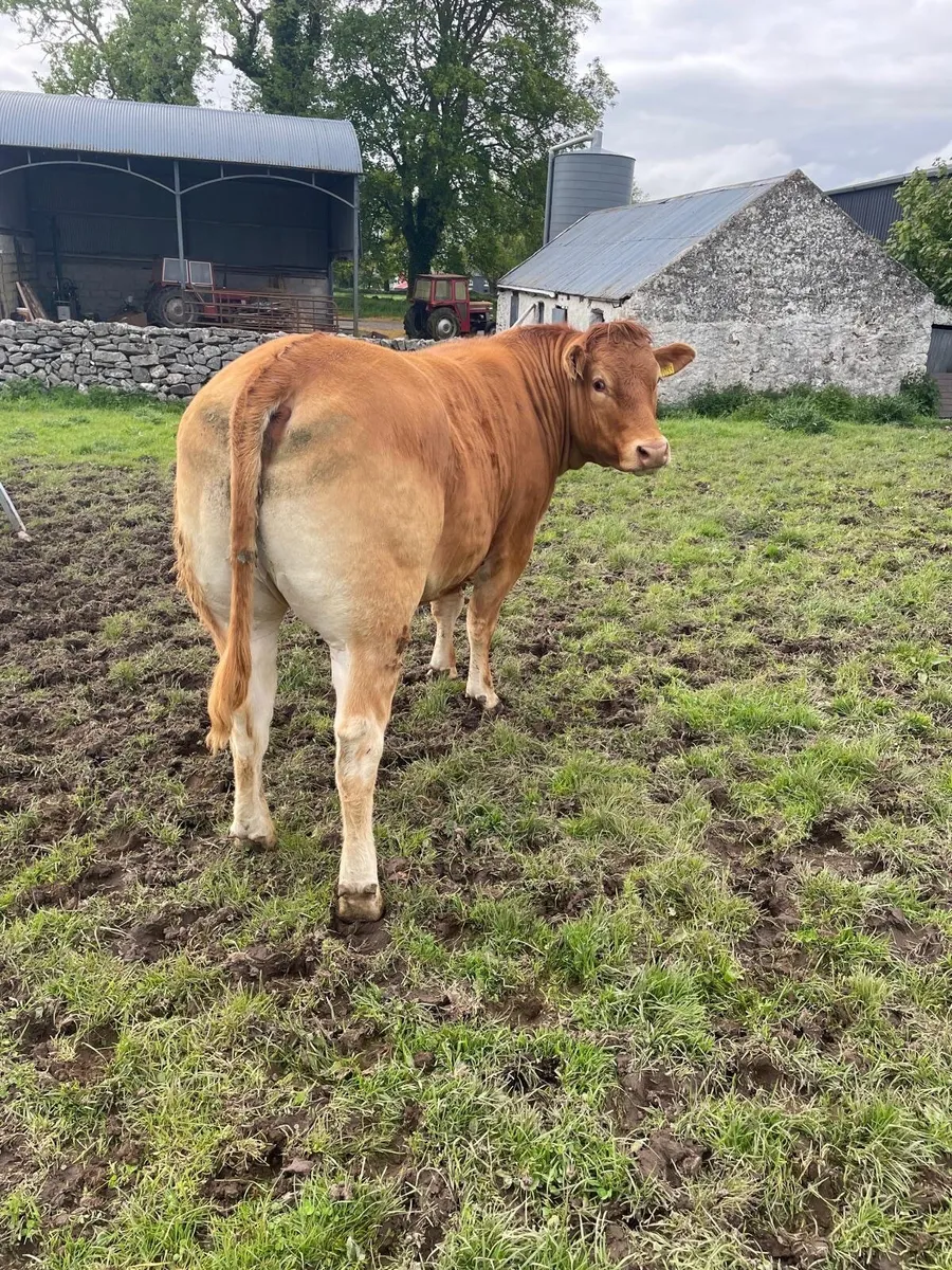 Heifers - Image 4