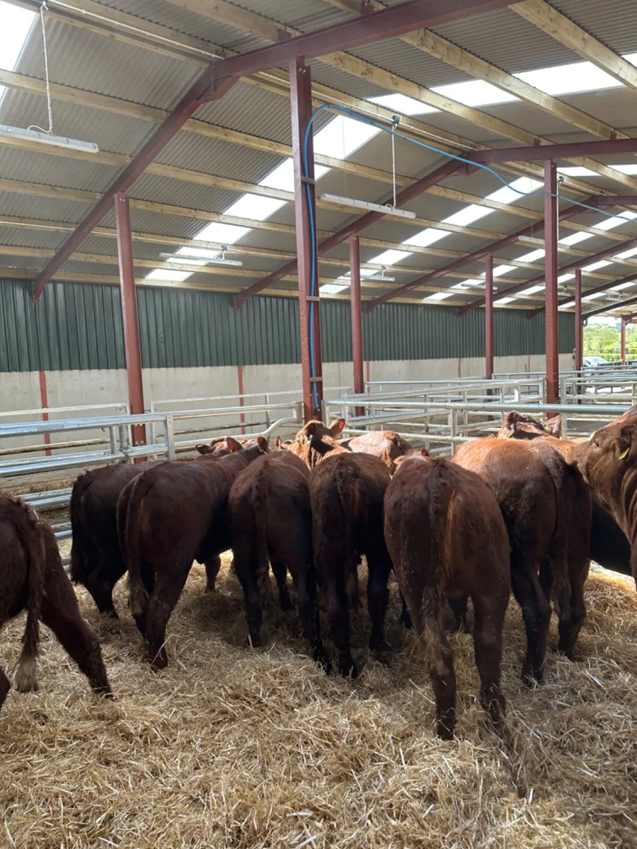 Saler heifers - Image 3