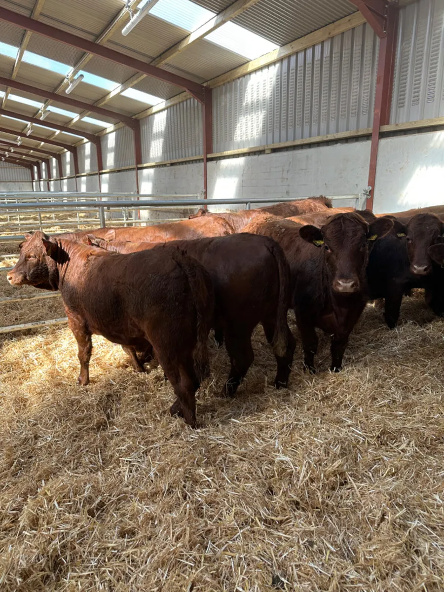Saler heifers - Image 4