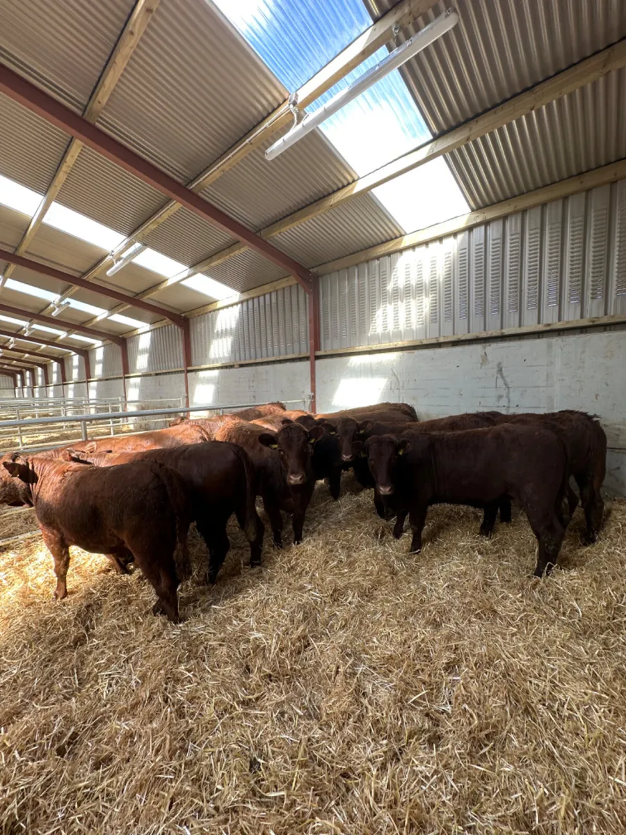 Saler heifers - Image 1