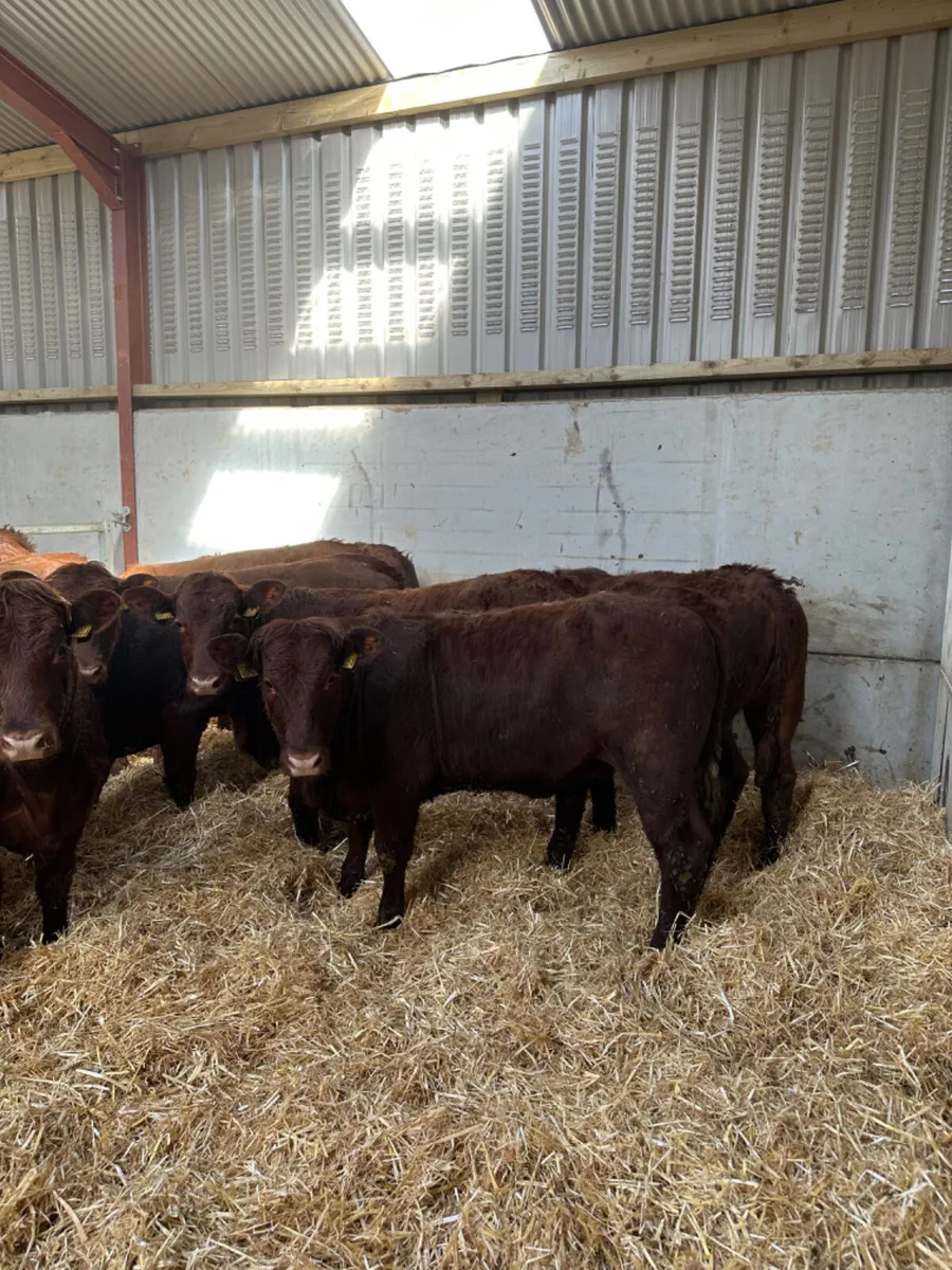 Saler heifers - Image 2