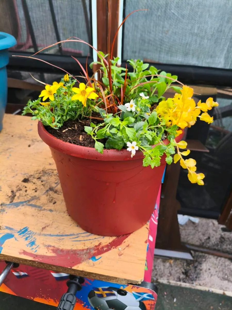 Beautiful pots 10 each - Image 1