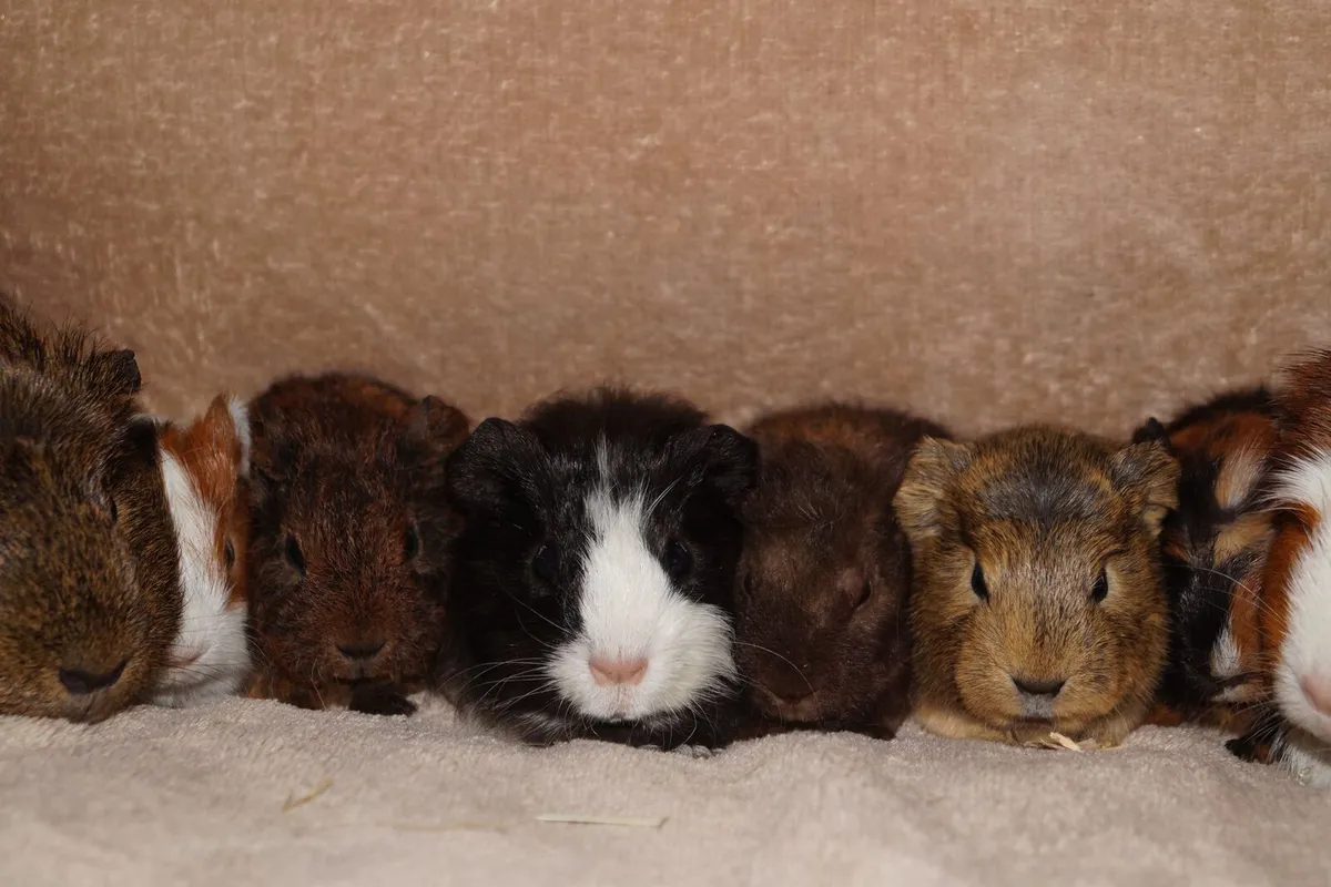 Baby guinea pigs - Image 1