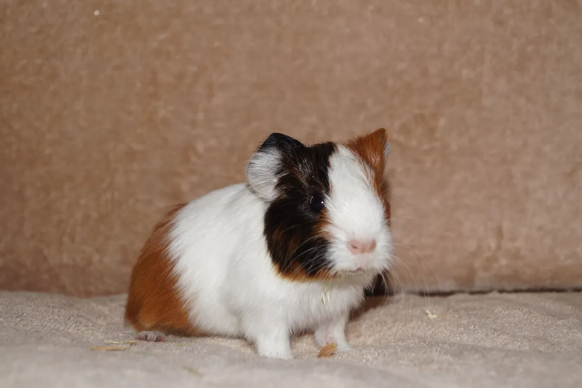 Baby guinea pigs - Image 2