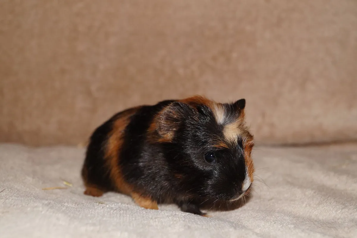 Baby guinea pigs - Image 3