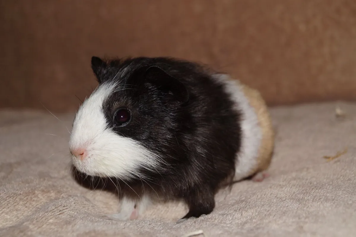 Baby guinea pigs - Image 4
