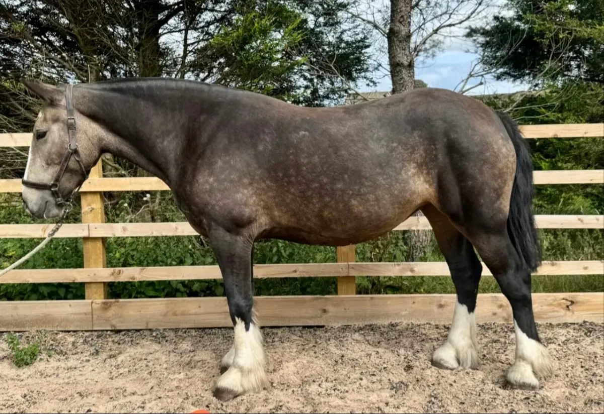 Wanted horse 16h - 17h  7-11yo