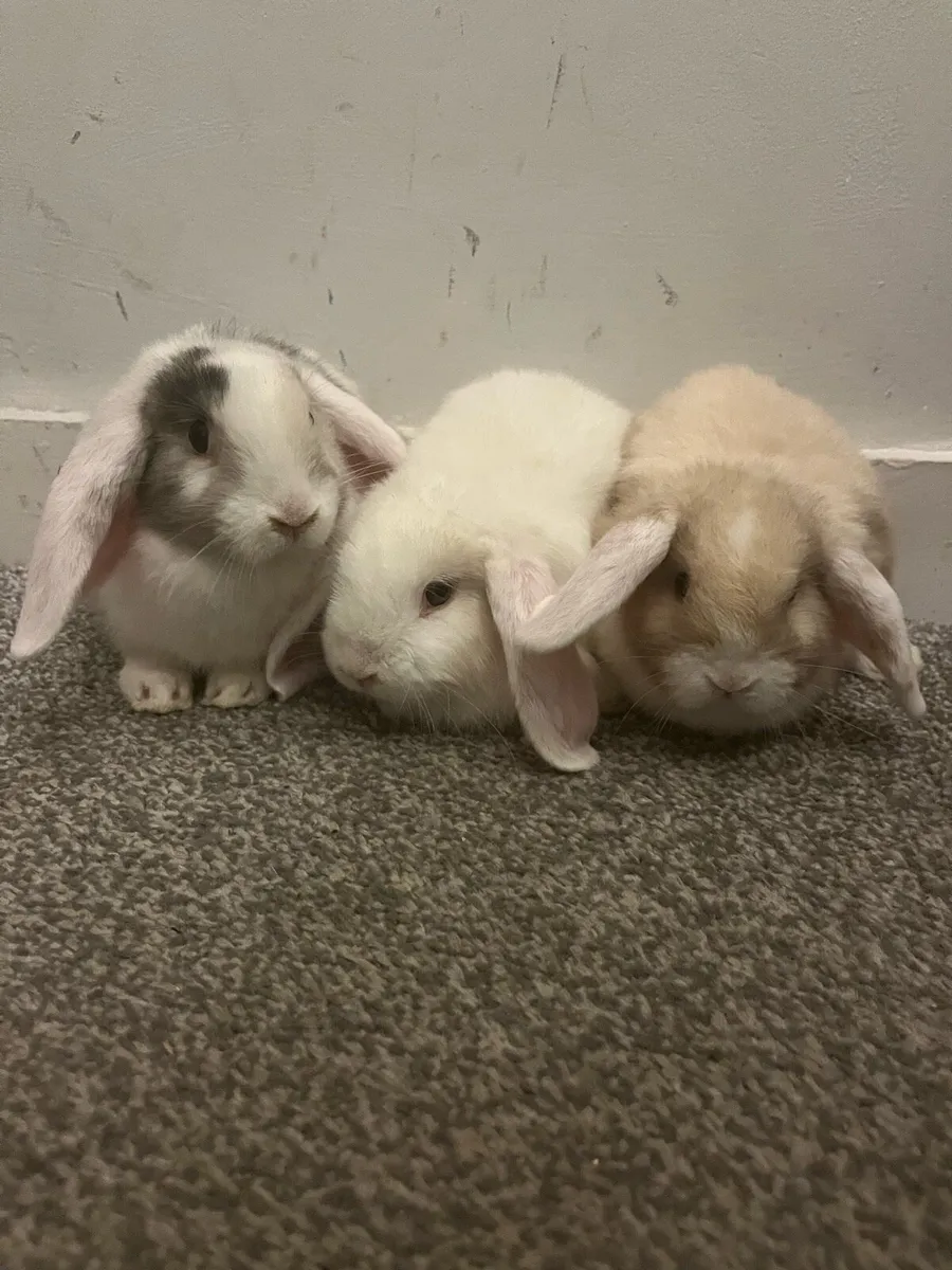 Baby Holland rabbits - Image 3