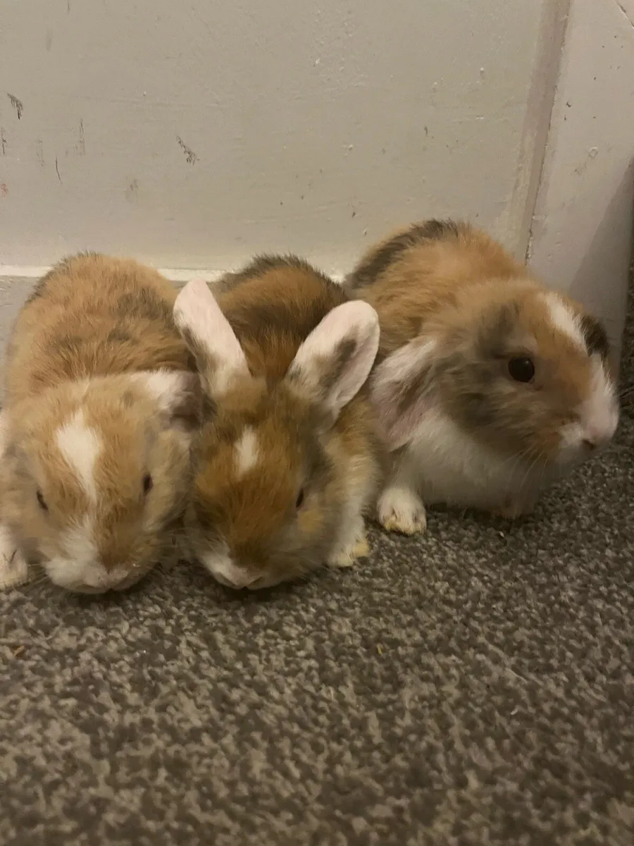 Baby Holland rabbits - Image 4