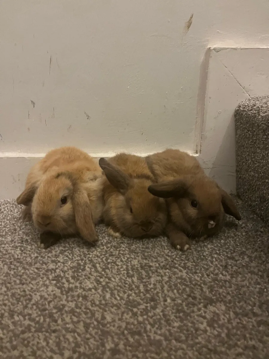 Baby Holland rabbits - Image 1