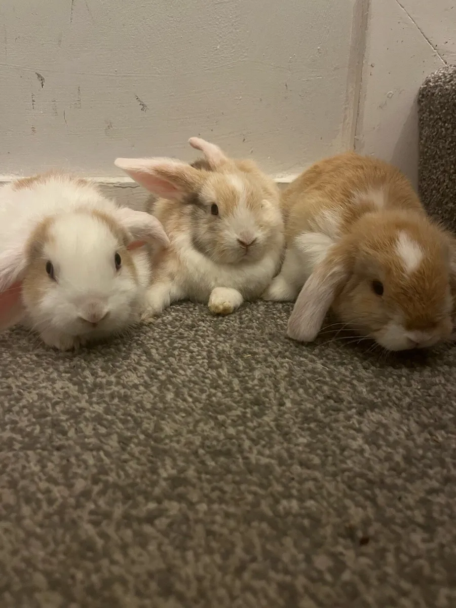 Baby Holland rabbits - Image 2