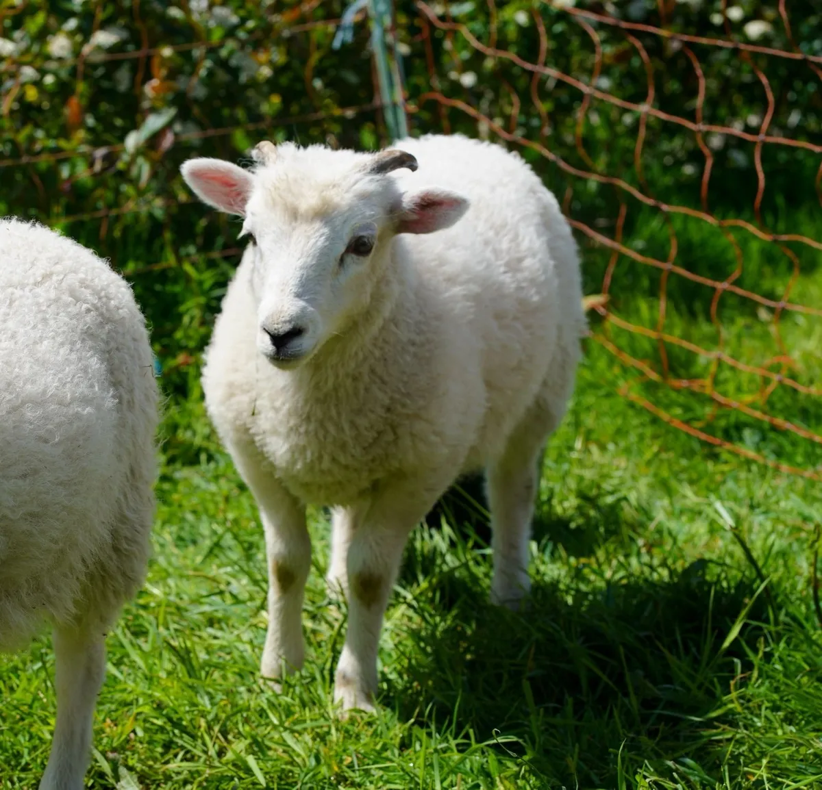 Shetland Ram Lambs organic - Image 1