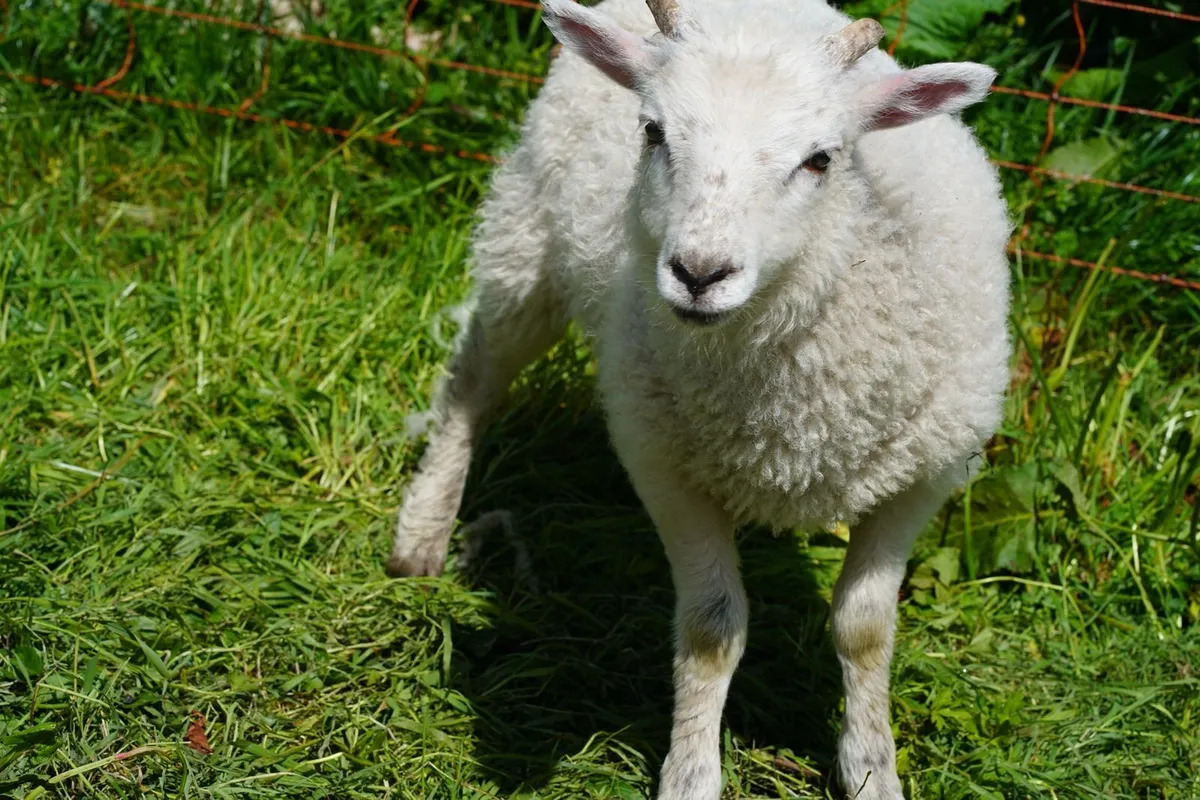 Shetland Ram Lambs organic - Image 2