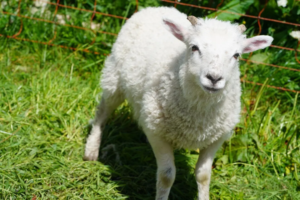 Shetland Ram Lambs organic - Image 3