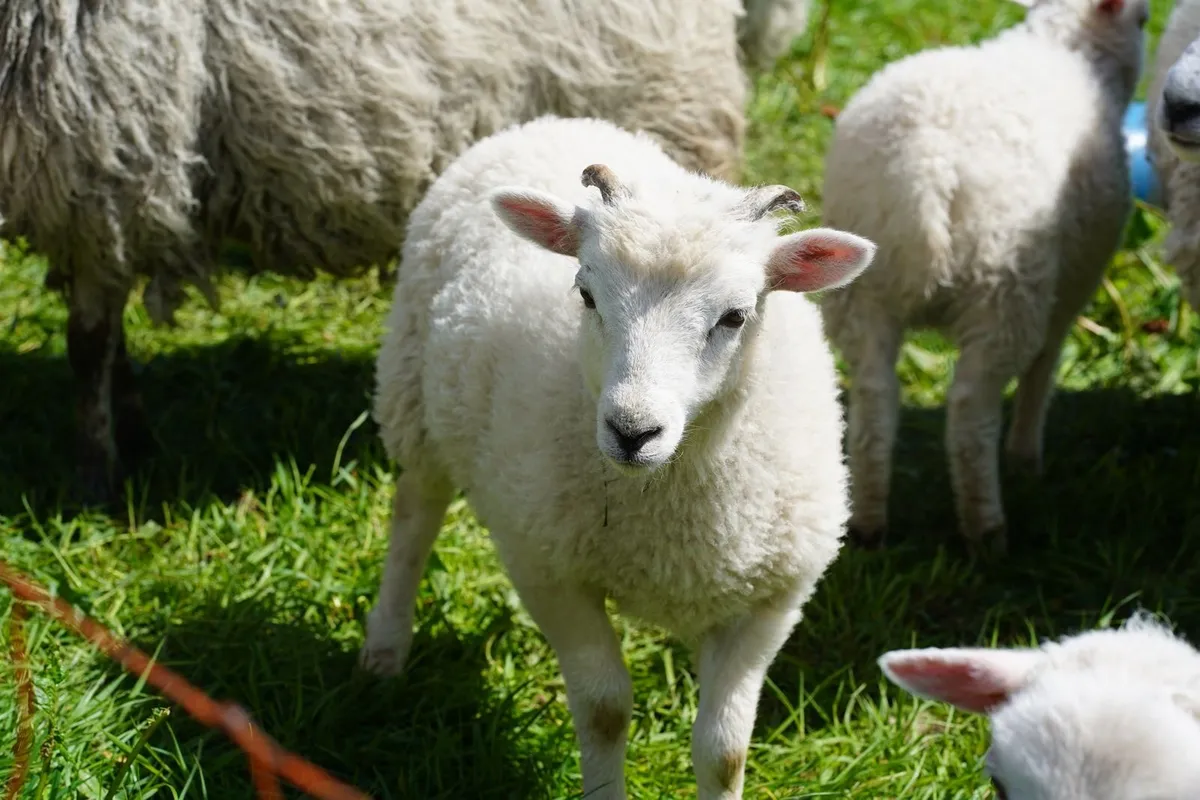 Shetland Ram Lambs organic - Image 4