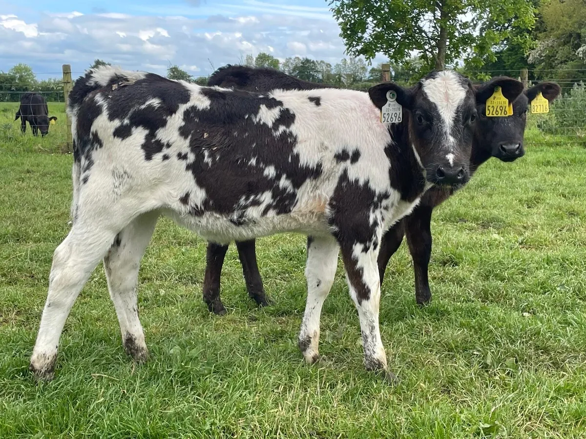 lovely continental heifer runners - Image 1