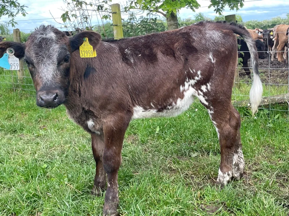 lovely continental heifer runners - Image 2