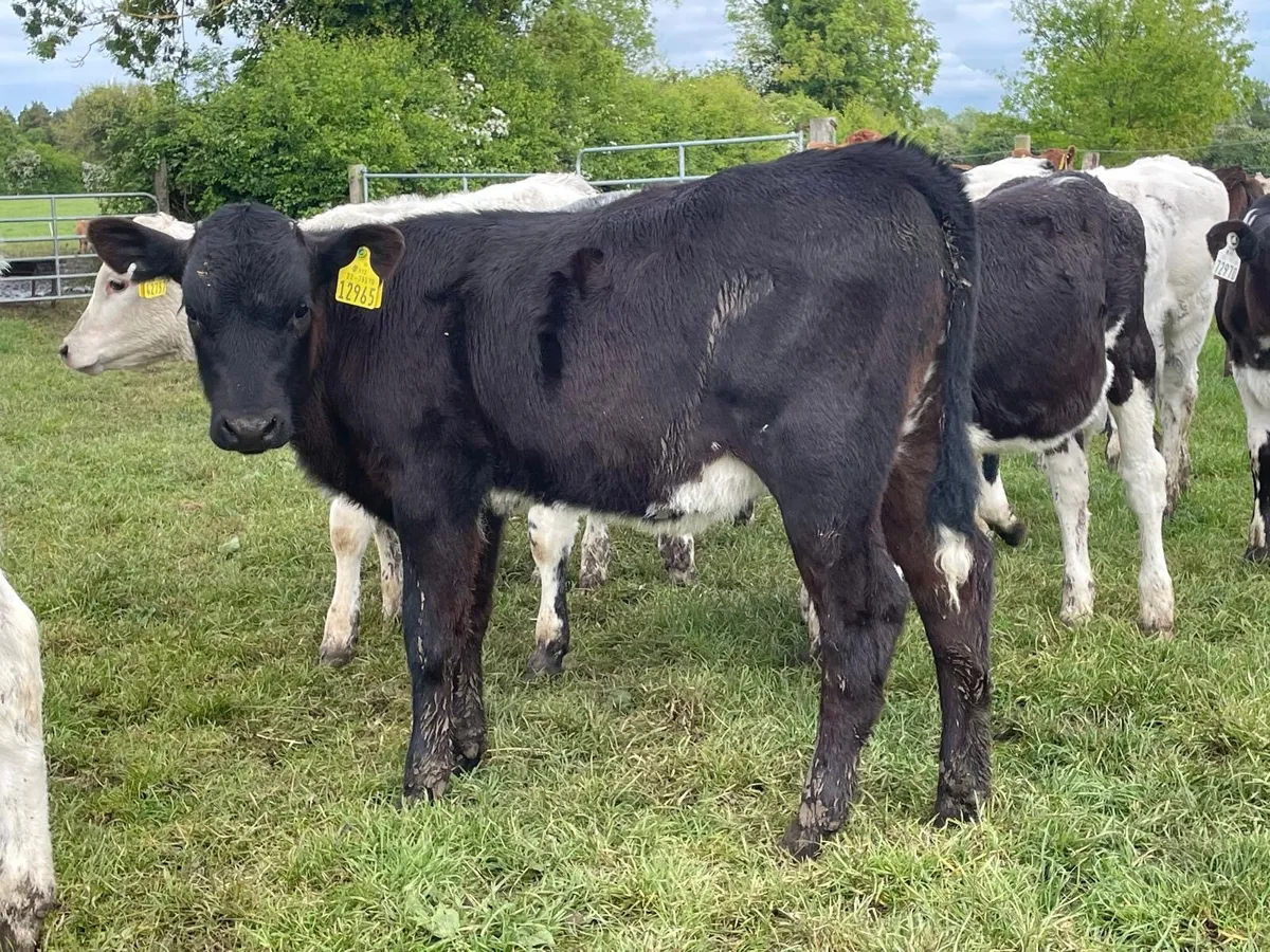 lovely continental heifer runners - Image 3