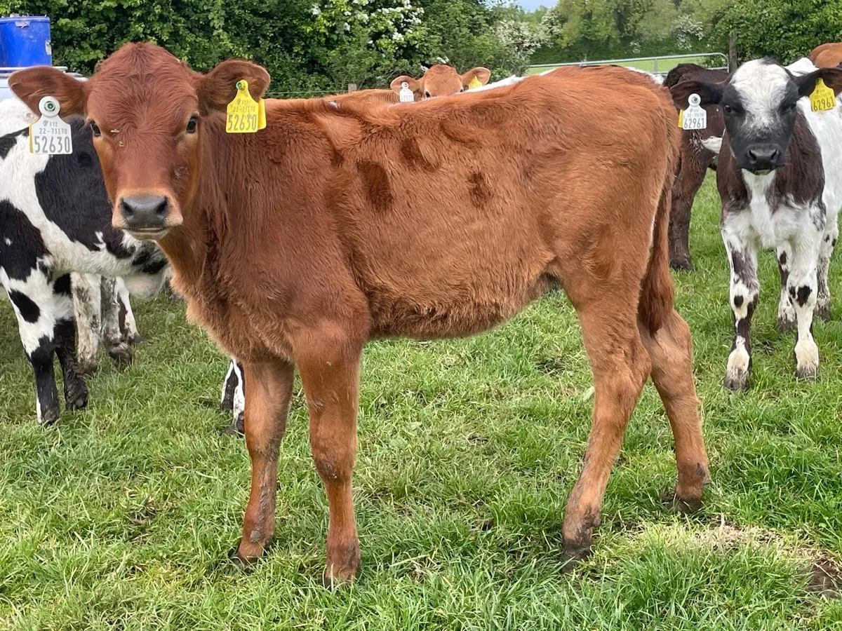 lovely continental heifer runners - Image 4