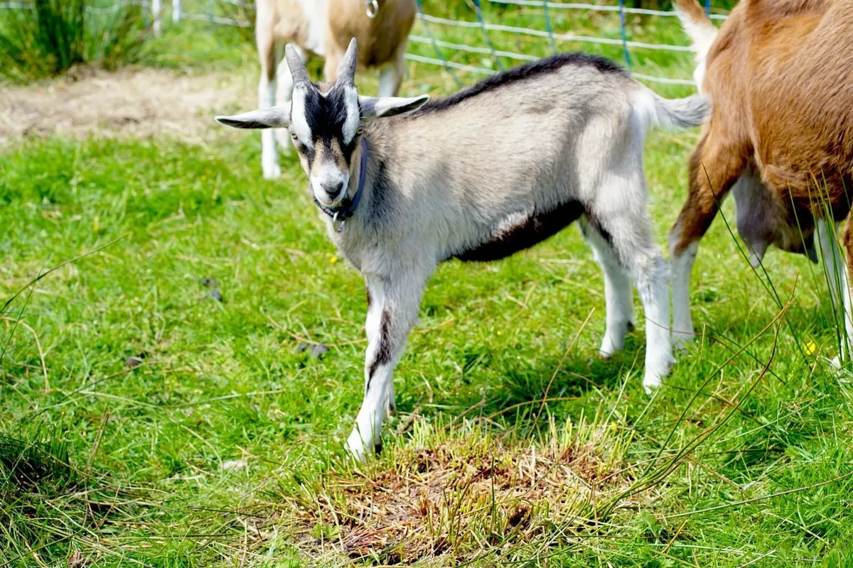 Organic billy goat kid - Image 1