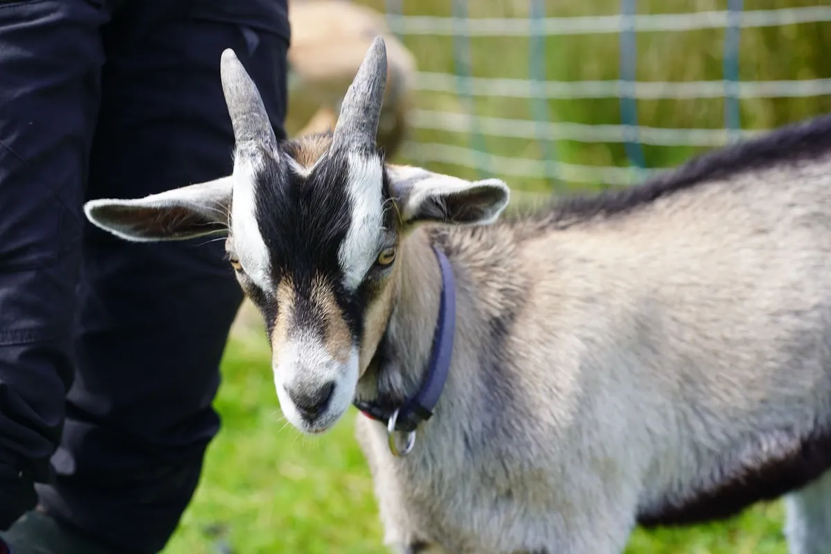 Organic billy goat kid - Image 2