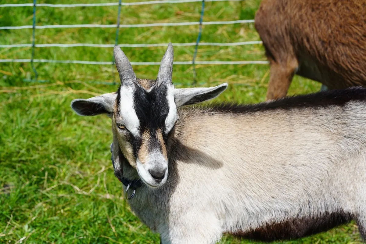 Organic billy goat kid - Image 3