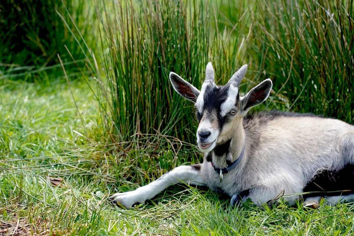 Organic billy goat kid - Image 4