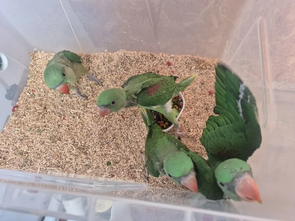 Parrot - Image 1