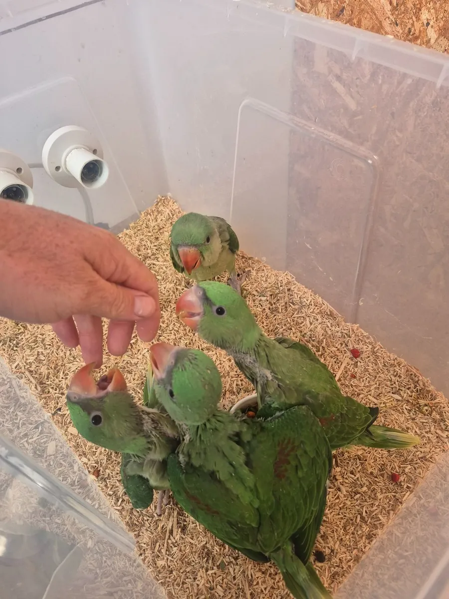 Parrot - Image 3