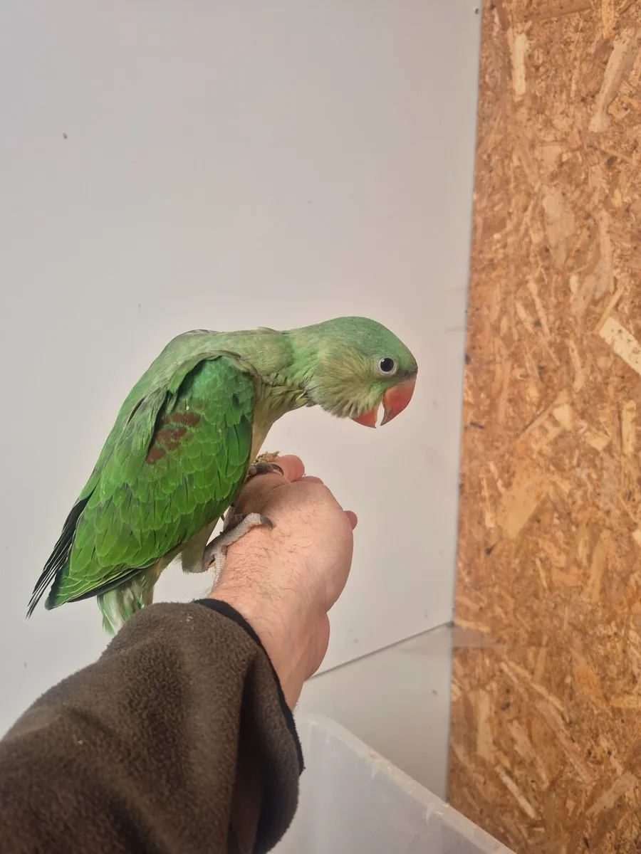Parrot - Image 2