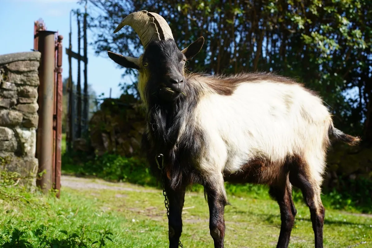 Organic billy goat Alpine - Image 1
