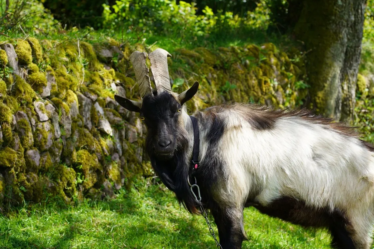 Organic billy goat Alpine - Image 2