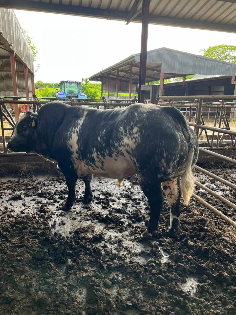 ⚡️⚡️Hybrid Bull⚡️⚡️ - Image 1