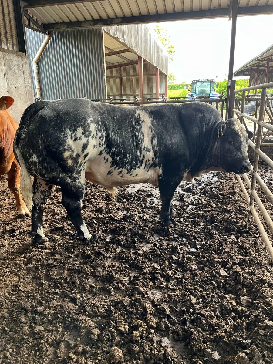 ⚡️⚡️Hybrid Bull⚡️⚡️ - Image 2