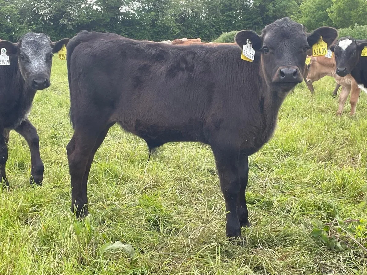 lovely batch of continental bull runners - Image 1