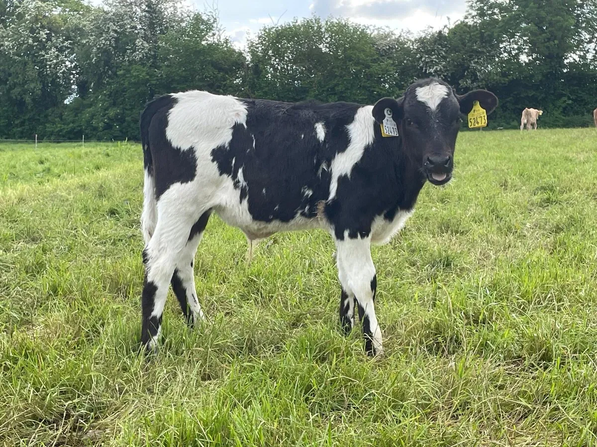 lovely batch of continental bull runners - Image 2