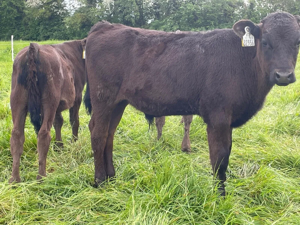 lovely batch of continental bull runners - Image 3