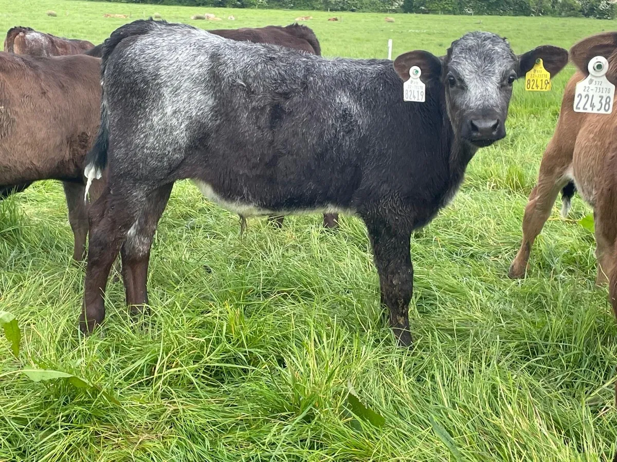 lovely batch of continental bull runners - Image 4