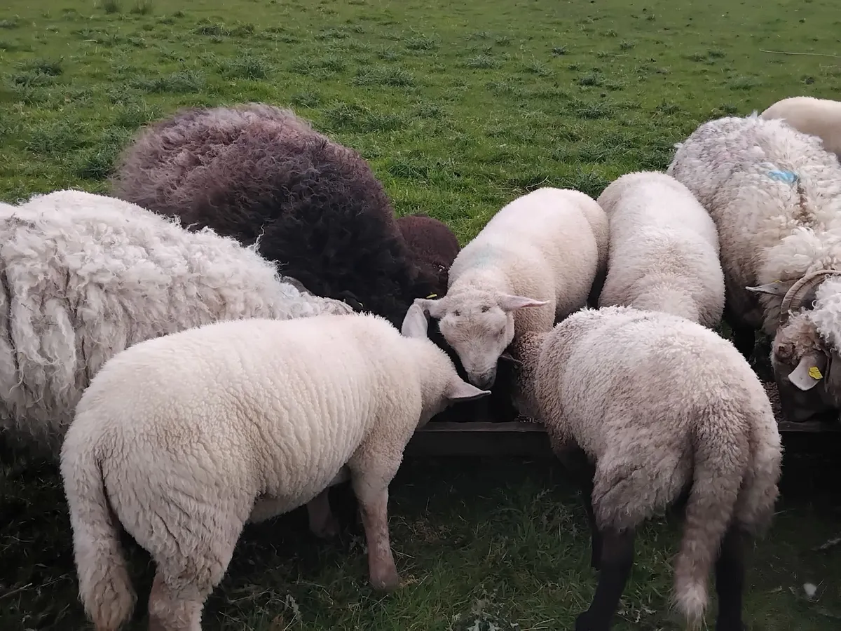 Young ewes with strong lambs ballinrobe mart - Image 2